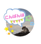 Animal Photo Stamps ～big cats～（個別スタンプ：3）