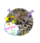 Animal Photo Stamps ～big cats～（個別スタンプ：4）