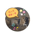 Animal Photo Stamps ～big cats～（個別スタンプ：5）