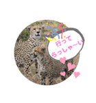 Animal Photo Stamps ～big cats～（個別スタンプ：6）