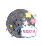 Animal Photo Stamps ～big cats～（個別スタンプ：8）