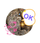 Animal Photo Stamps ～big cats～（個別スタンプ：9）