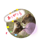 Animal Photo Stamps ～big cats～（個別スタンプ：12）