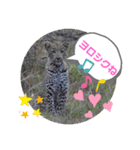 Animal Photo Stamps ～big cats～（個別スタンプ：13）