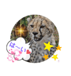 Animal Photo Stamps ～big cats～（個別スタンプ：14）