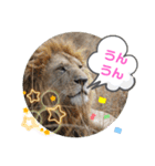 Animal Photo Stamps ～big cats～（個別スタンプ：15）