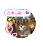 Animal Photo Stamps ～big cats～（個別スタンプ：16）