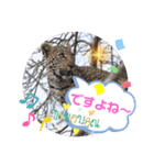 Animal Photo Stamps ～big cats～（個別スタンプ：17）