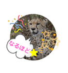 Animal Photo Stamps ～big cats～（個別スタンプ：18）
