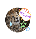 Animal Photo Stamps ～big cats～（個別スタンプ：20）