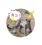 Animal Photo Stamps ～big cats～（個別スタンプ：21）