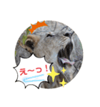 Animal Photo Stamps ～big cats～（個別スタンプ：22）