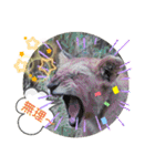 Animal Photo Stamps ～big cats～（個別スタンプ：23）