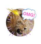 Animal Photo Stamps ～big cats～（個別スタンプ：24）