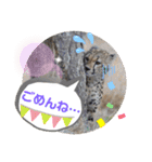Animal Photo Stamps ～big cats～（個別スタンプ：25）