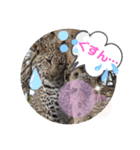 Animal Photo Stamps ～big cats～（個別スタンプ：26）
