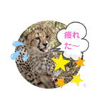 Animal Photo Stamps ～big cats～（個別スタンプ：27）