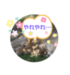 Animal Photo Stamps ～big cats～（個別スタンプ：28）