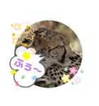 Animal Photo Stamps ～big cats～（個別スタンプ：29）