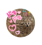 Animal Photo Stamps ～big cats～（個別スタンプ：30）