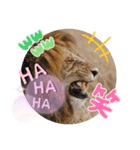 Animal Photo Stamps ～big cats～（個別スタンプ：31）