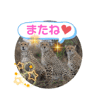 Animal Photo Stamps ～big cats～（個別スタンプ：32）