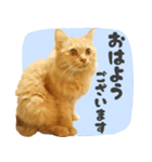 敬語・リアル猫イーちゃんの写真スタンプ（個別スタンプ：1）