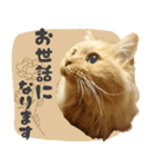敬語・リアル猫イーちゃんの写真スタンプ（個別スタンプ：2）