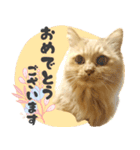 敬語・リアル猫イーちゃんの写真スタンプ（個別スタンプ：3）