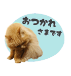 敬語・リアル猫イーちゃんの写真スタンプ（個別スタンプ：4）