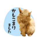 敬語・リアル猫イーちゃんの写真スタンプ（個別スタンプ：6）