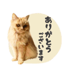 敬語・リアル猫イーちゃんの写真スタンプ（個別スタンプ：7）