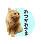 敬語・リアル猫イーちゃんの写真スタンプ（個別スタンプ：8）