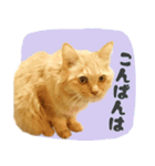 敬語・リアル猫イーちゃんの写真スタンプ（個別スタンプ：9）