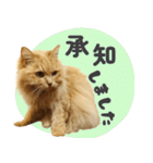 敬語・リアル猫イーちゃんの写真スタンプ（個別スタンプ：10）