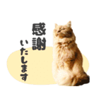 敬語・リアル猫イーちゃんの写真スタンプ（個別スタンプ：11）