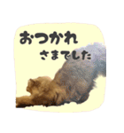 敬語・リアル猫イーちゃんの写真スタンプ（個別スタンプ：12）