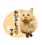 敬語・リアル猫イーちゃんの写真スタンプ（個別スタンプ：13）