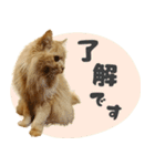 敬語・リアル猫イーちゃんの写真スタンプ（個別スタンプ：14）