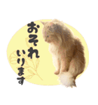 敬語・リアル猫イーちゃんの写真スタンプ（個別スタンプ：15）