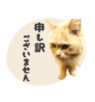 敬語・リアル猫イーちゃんの写真スタンプ（個別スタンプ：16）