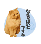 敬語・リアル猫イーちゃんの写真スタンプ（個別スタンプ：18）