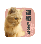 敬語・リアル猫イーちゃんの写真スタンプ（個別スタンプ：19）