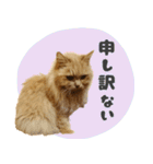 敬語・リアル猫イーちゃんの写真スタンプ（個別スタンプ：20）