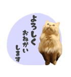 敬語・リアル猫イーちゃんの写真スタンプ（個別スタンプ：21）