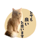 敬語・リアル猫イーちゃんの写真スタンプ（個別スタンプ：22）