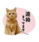 敬語・リアル猫イーちゃんの写真スタンプ（個別スタンプ：23）