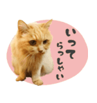 敬語・リアル猫イーちゃんの写真スタンプ（個別スタンプ：25）