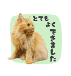 敬語・リアル猫イーちゃんの写真スタンプ（個別スタンプ：26）