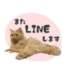 敬語・リアル猫イーちゃんの写真スタンプ（個別スタンプ：27）